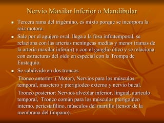 Nervio Maxilar Inferior o Mandibular
 Tercera rama del trigémino, es mixto porque se incorpora la
raíz motora.
 Sale por el agujero oval, llega a la fosa infratemporal, se
relaciona con las arterias meníngeas medias y menor (ramas de
la arteria maxilar inferior) y con el ganglio ótico y se relaciona
con estructuras del oído en especial con la Trompa de
Eustaquio.
 Se subdivide en dos troncos
Tronco anterior: ( Motor), Nervios para los músculos,
temporal, masetero y pterigiodeo externo y nervio bucal.
Tronco posterior: Nervios alveolar inferior, lingual, aurículo
temporal, Tronco común para los músculos pterigoideo
interno, periestafilino, músculos del martillo (tensor de la
membrana del tímpano).
 