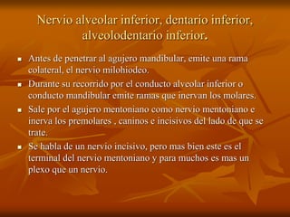 Nervio alveolar inferior, dentario inferior,
alveolodentario inferior.
 Antes de penetrar al agujero mandibular, emite una rama
colateral, el nervio milohiodeo.
 Durante su recorrido por el conducto alveolar inferior o
conducto mandibular emite ramas que inervan los molares.
 Sale por el agujero mentoniano como nervio mentoniano e
inerva los premolares , caninos e incisivos del lado de que se
trate.
 Se habla de un nervio incisivo, pero mas bien este es el
terminal del nervio mentoniano y para muchos es mas un
plexo que un nervio.
 