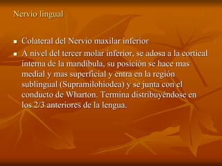 Nervio lingual
 Colateral del Nervio maxilar inferior
 A nivel del tercer molar inferior, se adosa a la cortical
interna de la mandíbula, su posición se hace mas
medial y mas superficial y entra en la región
sublingual (Supramilohiodea) y se junta con el
conducto de Wharton. Termina distribuyéndose en
los 2/3 anteriores de la lengua.
 