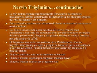 Nervio Trigémino.... continuación
 La raíz motora proporciona básicamente inervación a los músculos
masticatorios, además contribuyen a la inervación de los músculos tensores
del velo del paladar y del tímpano.
 Estos músculos pueden verse afectados de forma no deseada al anestesiar el
maxilar inferior
 Los filetes nerviosos de la raíz sensitiva del nervio proporcionan
sensibilidad a casi todas las estructuras de la cavidad bucal (con excepción
del tercio posterior de la lengua y del paladar blando) así como a la mayor
parte de la cara y la ATM.
 El Trigémino nace en la cara posterior de la Protuberancia, tiene un
trayecto intracraneal y da lugar al ganglio de Gasser el que se encuentra en
la cavidad de Meckel. Sus ramificaciones aprovechan los orificios de la
base del cráneo
 El nervio oftálmico sale por la hendidura esfenoidal
 El nervio maxilar superior por el agujero redondo mayor
 El nervio Maxilar inferior por el agujero oval
 