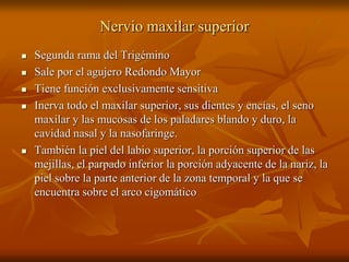 Nervio maxilar superior
 Segunda rama del Trigémino
 Sale por el agujero Redondo Mayor
 Tiene función exclusivamente sensitiva
 Inerva todo el maxilar superior, sus dientes y encías, el seno
maxilar y las mucosas de los paladares blando y duro, la
cavidad nasal y la nasofaringe.
 También la piel del labio superior, la porción superior de las
mejillas, el parpado inferior la porción adyacente de la nariz, la
piel sobre la parte anterior de la zona temporal y la que se
encuentra sobre el arco cigomático
 