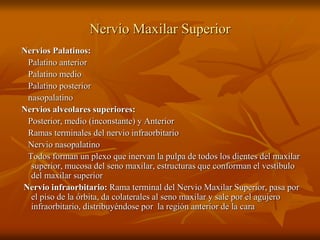 Nervio Maxilar Superior
Nervios Palatinos:
Palatino anterior
Palatino medio
Palatino posterior
nasopalatino
Nervios alveolares superiores:
Posterior, medio (inconstante) y Anterior
Ramas terminales del nervio infraorbitario
Nervio nasopalatino
Todos forman un plexo que inervan la pulpa de todos los dientes del maxilar
superior, mucosa del seno maxilar, estructuras que conforman el vestíbulo
del maxilar superior
Nervio infraorbitario: Rama terminal del Nervio Maxilar Superior, pasa por
el piso de la órbita, da colaterales al seno maxilar y sale por el agujero
infraorbitario, distribuyéndose por la región anterior de la cara
 