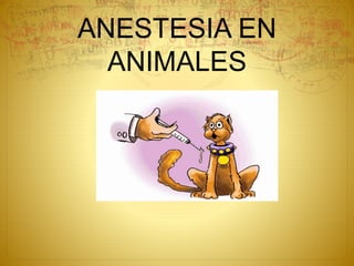 ANESTESIA EN
ANIMALES
 