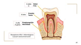 41
Dolor
Frío
Presión
Tacto
Propiocepción
Movilidad
A delta
C
A beta
A alfa
A gama
Receptores Alfa 1 Adrenérgicos
Causan vasoconstricción
 