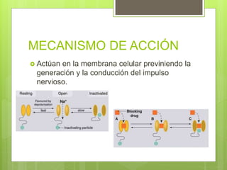 MECANISMO DE ACCIÓN
 Actúan en la membrana celular previniendo la
generación y la conducción del impulso
nervioso.
 