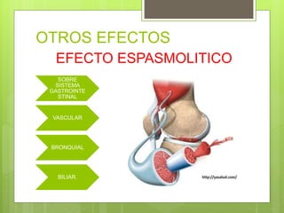 OTROS EFECTOS
SOBRE
SISTEMA
GASTROINTE
STINAL
VASCULAR
BRONQUIAL
BILIAR.
EFECTO ESPASMOLITICO
 