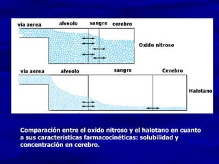 Comparación entre el oxido nitroso y el halotano en cuanto a sus características farmacocinéticas: solubilidad y concentración en cerebro.  