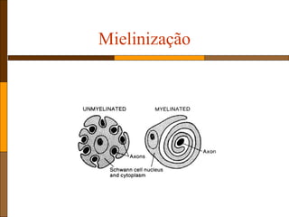 Mielinização
 