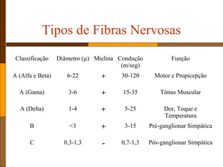 Tipos de Fibras Nervosas
Classificação Diâmetro (µ) Mielina Condução
(m/seg)
Função
A (Alfa e Beta) 6-22 + 30-120 Motor e Propicepção
A (Gama) 3-6 + 15-35 Tônus Muscular
A (Delta) 1-4 + 5-25 Dor, Toque e
Temperatura
B <3 + 3-15 Pré-ganglionar Simpática
C 0,3-1,3 - 0,7-1,3 Pós-ganglionar Simpática
 