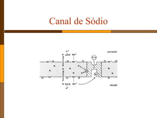 Canal de Sódio
 