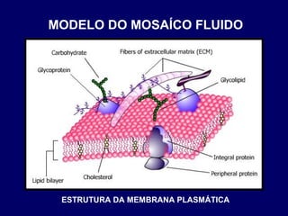 MODELO DO MOSAÍCO FLUIDO
ESTRUTURA DA MEMBRANA PLASMÁTICA
 