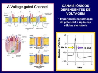 CANAIS IÔNICOS
DEPENDENTES DE
VOLTAGEM
• Importantes na formação
do potencial e Ação nas
células excitáveis
 