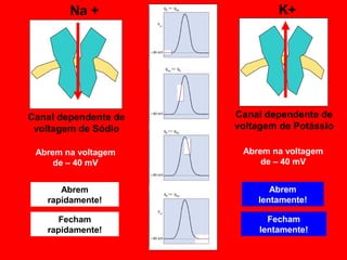 Canal dependente de
voltagem de Sódio
Na +
Canal dependente de
voltagem de Potássio
K+
Abrem na voltagem
de – 40 mV
Abrem na voltagem
de – 40 mV
Abrem
rapidamente!
Fecham
rapidamente!
Abrem
lentamente!
Fecham
lentamente!
 