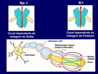 Canal dependente de
voltagem de Sódio
Na +
Canal dependente de
voltagem de Potássio
K+
 