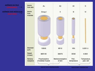 AXÔNIOS DA PELE
(SENSORIAIS)
AXÔNIOS DOS MÚSCULOS
(MOTORES)
VIAS DE TATO E PROPRIOCEPÇÃO VIAS DE DOR E TEMPERATURA
 
