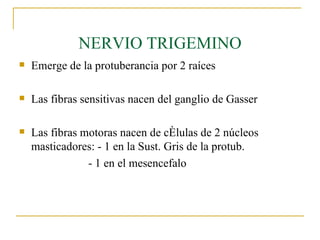 NERVIO TRIGEMINO Emerge de la protuberancia por 2 raíces Las fibras sensitivas nacen del ganglio de Gasser Las fibras motoras nacen de células de 2 núcleos masticadores: - 1 en la Sust. Gris de la protub. - 1 en el mesencefalo 