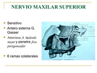 NERVIO MAXILAR SUPERIOR Sensitivo Antero externa G. Gasser Atraviesa  A. Redondo mayor  y penetra  fosa pterigomaxilar 6 ramas colaterales 