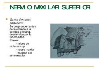 NERVIO MAXILAR SUPERIOR Ramos dentarios posteriores Se desprenden antes de la entrada a la cavidad orbitaria, descienden por la tuberosidad. Ramos: - raíces de molares sup. - hueso maxilar - mucosa del seno maxilar 