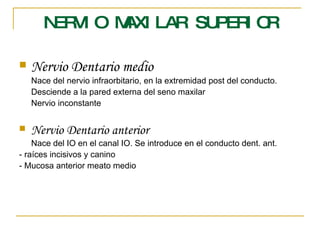 NERVIO MAXILAR SUPERIOR Nervio Dentario medio Nace del nervio infraorbitario, en la extremidad post del conducto. Desciende a la pared externa del seno maxilar Nervio inconstante Nervio Dentario anterior Nace del IO en el canal IO. Se introduce en el conducto dent. ant. - raíces incisivos y canino - Mucosa anterior meato medio 