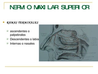 NERVIO MAXILAR SUPERIOR RAMAS TERMINALES ascendentes o palpebrales Descendentes o labiales Internas o nasales 