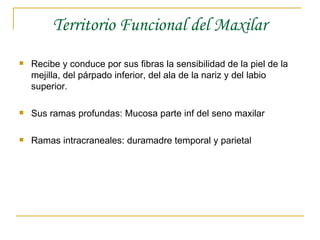 Territorio Funcional del Maxilar Recibe y conduce por sus fibras la sensibilidad de la piel de la mejilla, del párpado inferior, del ala de la nariz y del labio superior. Sus ramas profundas: Mucosa parte inf del seno maxilar Ramas intracraneales: duramadre temporal y parietal 