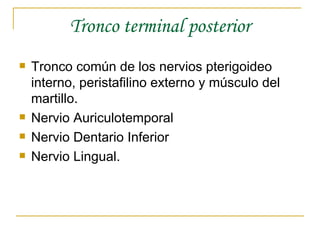 Tronco terminal posterior Tronco común de los nervios pterigoideo interno, peristafilino externo y músculo del martillo. Nervio Auriculotemporal Nervio Dentario Inferior Nervio Lingual. 