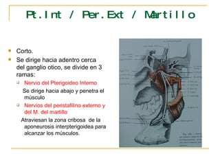 Pt.Int / Per.Ext / Martillo Corto. Se dirige hacia adentro cerca del ganglio otico, se divide en 3 ramas: Nervio del Pterigoideo Interno Se dirige hacia abajo y penetra el músculo Nervios del peristafilino externo y del M. del martillo Atraviesan la zona cribosa  de la aponeurosis interpterigoidea para alcanzar los músculos. 