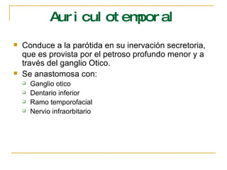 Auriculotemporal Conduce a la parótida en su inervación secretoria, que es provista por el petroso profundo menor y a través del ganglio Otico. Se anastomosa con: Ganglio otico Dentario inferior Ramo temporofacial Nervio infraorbitario 