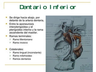 Dentario Inferior Se dirige hacia abajo, por delante de la arteria dentaria,  Entre la aponeurosis interpterigoidea y el pterigoideo interno y la rama ascendente del maxilar. Ramas terminales: Ramo Mentoniano Ramo incisivo Colaterales: Ramo lingual (inconstante) Ramo milohioideo Ramos dentarios 