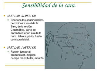 Sensibilidad de la cara. MAXILAR SUPERIOR Conduce las sensibilidades percibidas a nivel de la Sien, de la región Cigomática, parte del párpado inferior, ala de la nariz, labio superior hasta comisura labial. MAXILAR INFERIOR Región temporal, preauricular, mejillas, cuerpo mandibular, mentón. 