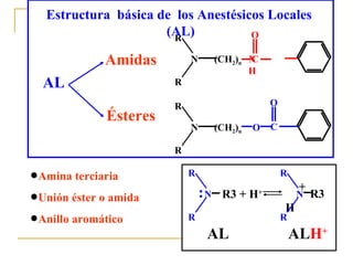 Amidas Ésteres (CH 2 ) n N R R C O O (CH 2 ) n N R R C O NH Estructura  básica de  los Anestésicos Locales  (AL) Amina terciaria  Unión éster o amida Anillo aromático  AL R3 N R R + H + R3 H N R R + AL  AL H +   : 