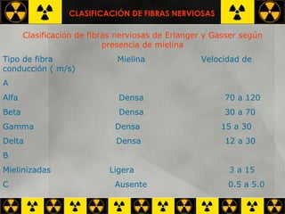 Clasificación de fibras nerviosas de Erlanger y Gasser según presencia de mielina Tipo de fibra  Mielina  Velocidad de conducción ( m/s) A Alfa  Densa  70 a 120 Beta  Densa  30 a 70 Gamma  Densa  15 a 30 Delta  Densa  12 a 30 B Mielinizadas  Ligera  3 a 15 C  Ausente  0.5 a 5.0  CLASIFICACIÓN DE FIBRAS NERVIOSAS 