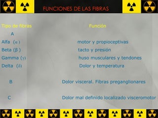 FUNCIONES DE LAS FIBRAS Tipo de fibras  Función A Alfa  ( α  )   motor y propioceptivas Beta ( β  )   tacto y presión Gamma ( γ )   huso musculares y tendones Delta  ( δ )   Dolor y temperatura B  Dolor visceral. Fibras preganglionares C  Dolor mal definido localizado visceromotor 