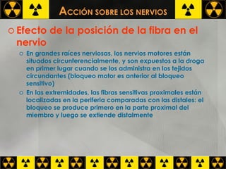 A CCIÓN SOBRE LOS NERVIOS Efecto de la posición de la fibra en el nervio En grandes raíces nerviosas, los nervios motores están situados circunferencialmente, y son expuestos a la droga en primer lugar cuando se los administra en los tejidos circundantes (bloqueo motor es anterior al bloqueo sensitivo) En las extremidades, las fibras sensitivas proximales están localizadas en la periferia comparadas con las distales: el bloqueo se produce primero en la parte proximal del miembro y luego se extiende distalmente 