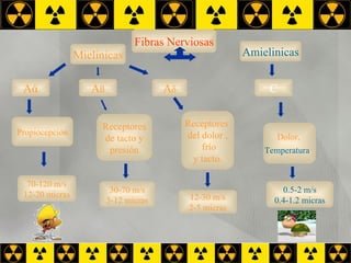 Fibras Nerviosas A ά A ß A δ Mielinicas Propiocepción 70-120 m/s 12-20 micras Receptores de tacto y  presión 30-70 m/s 5-12 micras Receptores  del dolor , frío y tacto. 12-30 m/s 2-5 micras Amielinicas C Dolor,  Temperatura .   0.5-2 m/s 0.4-1.2 micras 