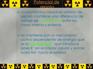 Potencial de  reposo La membrana neural en estado de reposo mantiene una diferencia de voltaje de   – (60-90) mV   entre las caras interna y externa.  Se mantiene por un mecanismo activo dependiente de energía que es la   bomba Na-K ,  que introduce iones K +  en el interior celular y extrae iones Na +  hacia el exterior. 