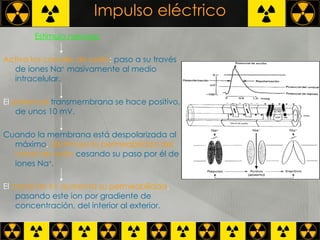 Impulso eléctrico Estímulo nervioso   Activa los canales de sodio :  paso a su través de iones Na +  masivamente al medio intracelular. El  potencial   transmembrana se hace positivo, de unos 10 mV.  Cuando la membrana está despolarizada al máximo ,  disminuye la permeabilidad del canal de sodio   cesando su paso por él de iones Na + .  El  canal de K+ aumenta su permeabilidad ,  pasando este ion por gradiente de concentración, del interior al exterior.   