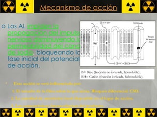 Mecanismo de acción Los AL   impiden la propagación del impulso   nervioso disminuyendo la permeabilidad del canal de sodio ,  bloqueando la fase inicial del potencial de acción. Esta acción se verá influenciada por:  1. El tamaño de la fibra sobre la que actúa. Bloqueo diferencial. CMI. 2. La cantidad de anestésico local disponible en el lugar de acción.  3. Las características farmacológicas del producto.   B= Base (fracción no ionizada, liposoluble);  BH= Catión (fracción ionizada, hidrosoluble).   