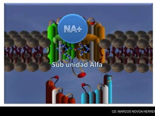 CD. MARCOS NOVOA HERRER
 