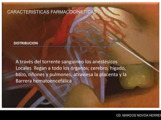 CARACTERISTICAS FARMACOCINETICAS




  DISTRIBUCION



  A través del torrente sanguíneo los anestésicos
  Locales llegan a todo los órganos; cerebro, hígado,
  bazo, riñones y pulmones, atraviesa la placenta y la
  Barrera hematoencefálica




                                                 CD. MARCOS NOVOA HERRER
 
