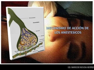 CD. MARCOS NOVOA HERRER
 