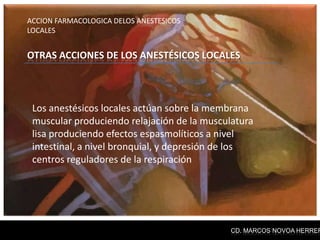 ACCION FARMACOLOGICA DELOS ANESTESICOS
LOCALES


OTRAS ACCIONES DE LOS ANESTÉSICOS LOCALES



 Los anestésicos locales actúan sobre la membrana
 muscular produciendo relajación de la musculatura
 lisa produciendo efectos espasmolíticos a nivel
 intestinal, a nivel bronquial, y depresión de los
 centros reguladores de la respiración




                                             CD. MARCOS NOVOA HERRER
 