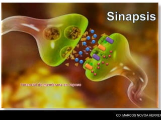 CD. MARCOS NOVOA HERRER
 