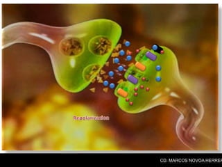 CD. MARCOS NOVOA HERRER
 