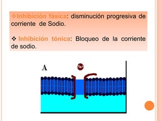 Inhibición fásica: disminución progresiva de
corriente de Sodio.
 Inhibición tónica: Bloqueo de la corriente
de sodio.

 