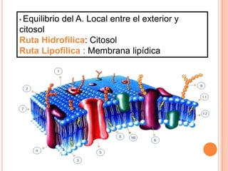 • Equilibrio

del A. Local entre el exterior y

citosol
Ruta Hidrofílica: Citosol
Ruta Lipofílica : Membrana lipídica

 