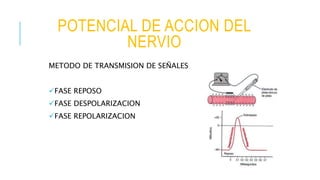 POTENCIAL DE ACCION DEL
NERVIO
METODO DE TRANSMISION DE SEÑALES
FASE REPOSO
FASE DESPOLARIZACION
FASE REPOLARIZACION
 