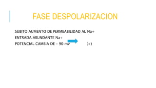 FASE DESPOLARIZACION
SUBITO AUMENTO DE PERMEABILIDAD AL Na+
ENTRADA ABUNDANTE Na+
POTENCIAL CAMBIA DE – 90 mv (+)
 