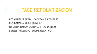 FASE REPOLARIZACION
LOS CANALES DE Na+ EMPIEZAN A CERRARSE
LOS CANALES DE K+ SE ABREN
DIFUSION RAPIDA DE IONES K+ AL EXTERIOR
SE REESTABLECE POTENCIAL NEGATIVO
 