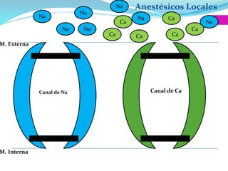 Anestésicos Locales
Na
Na
Na
Ca
Na Na
Na
NaCa
Ca
CaNa
Ca
Ca
M. Externa
M. Interna
Canal de Na Canal de Ca
 